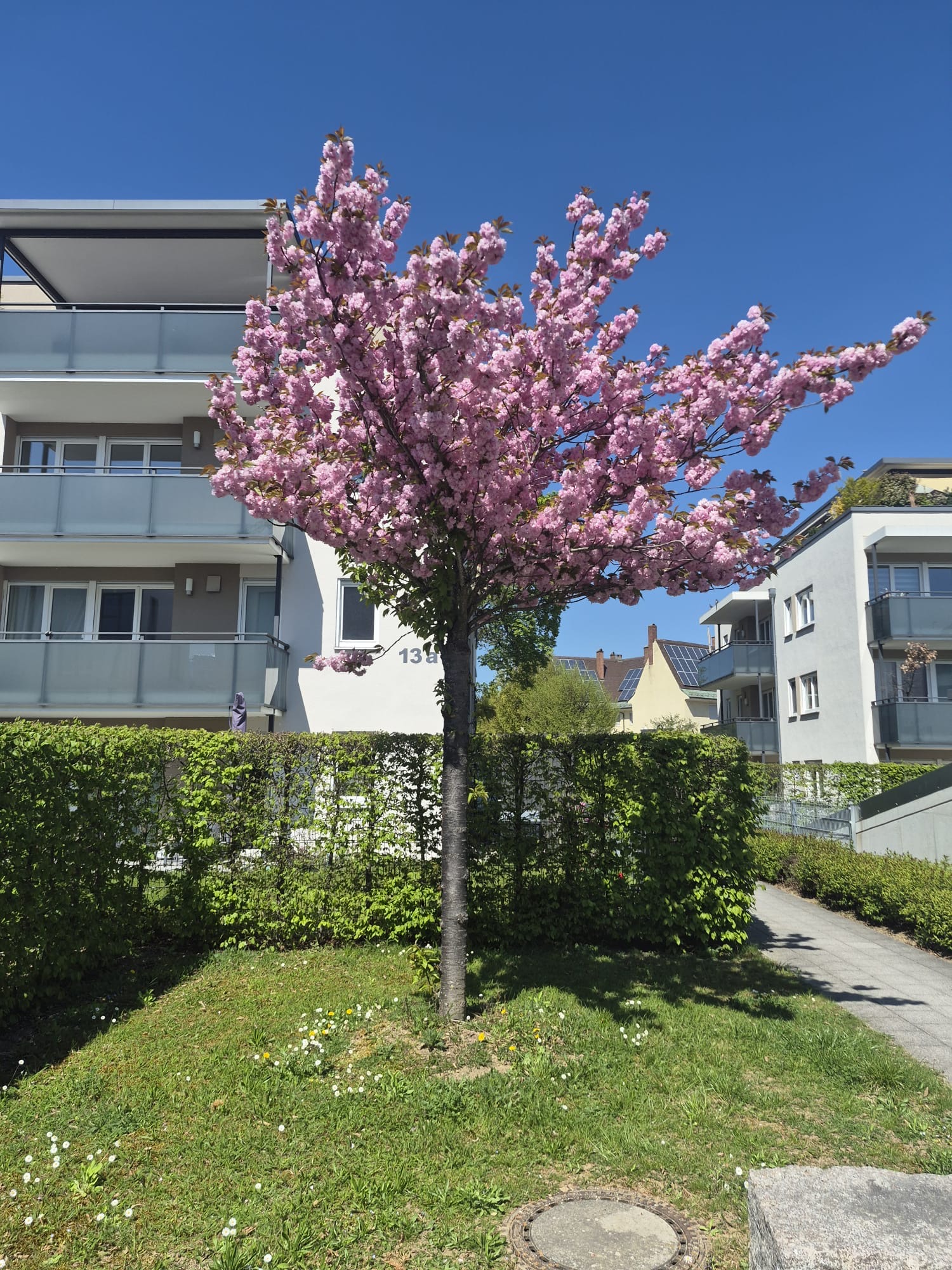 Blühender Zierkirschbaum vor einer sauber geschnittenen Hecke in Augsburg